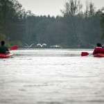 Wkra wystraszone łabędzie