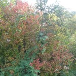 Kolory jesieni nad Wkrą